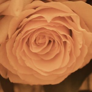 Meet your Posher, Bridget